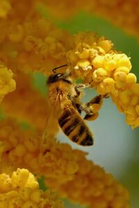 پکیج 10 عددی والپیپر حیوانات وحشی با کیفیت Full HD برای گوشی اندروید