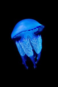 پکیج 10 عددی والپیپر باکیفیت و جذاب حیوانات برای گوشی آیفون