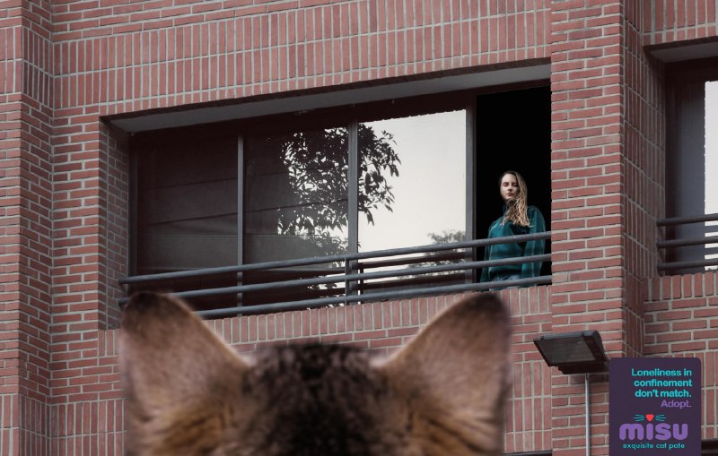 ایده تبلیغاتی پذیرفتن گربه خیابانی به عنوان حیوان خانگی