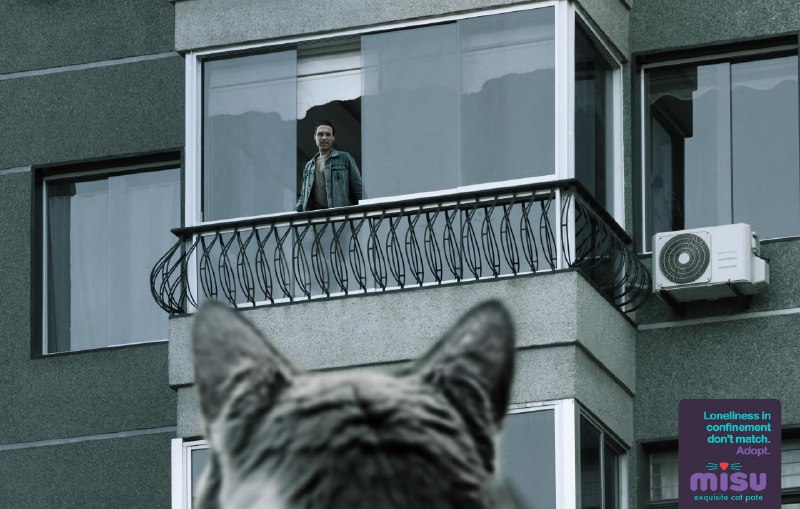 ایده تبلیغاتی پذیرفتن گربه خیابانی به عنوان حیوان خانگی