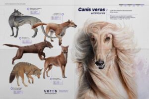 کمپین تبلیغاتی Hospital Veros برای تکامل حیوانات خانگی درکشوربرزیل