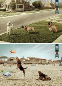 ایده تبلیغاتی غذای کم کالری مخصوص سگ