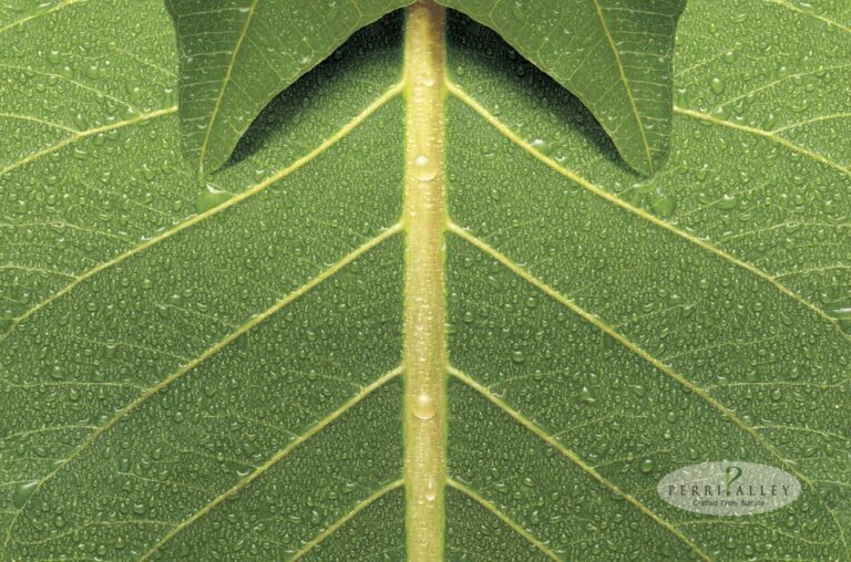 ایده تبلیغاتی پیراهن