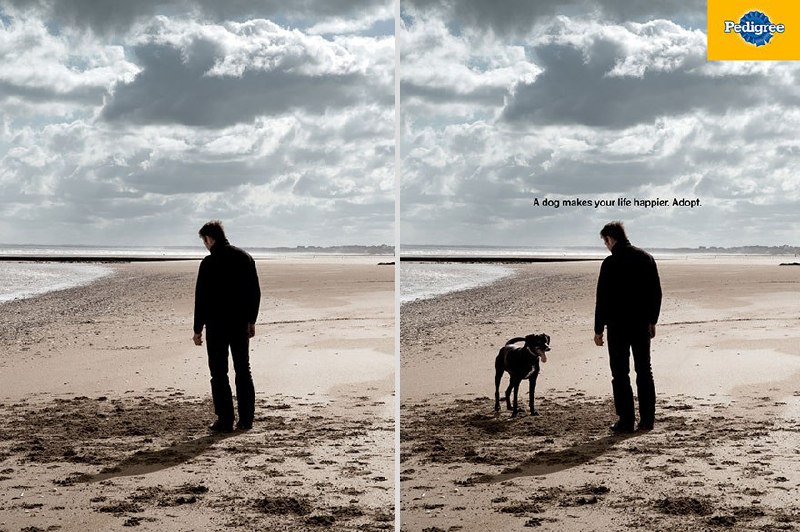 کمپین تبلیغاتی تولیدکننده غذای حیوانات خانگی