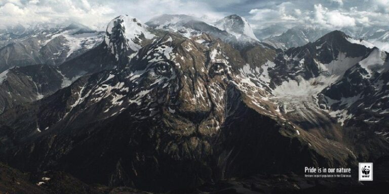 کمپین تبلیغاتی پلنگ آسیایی