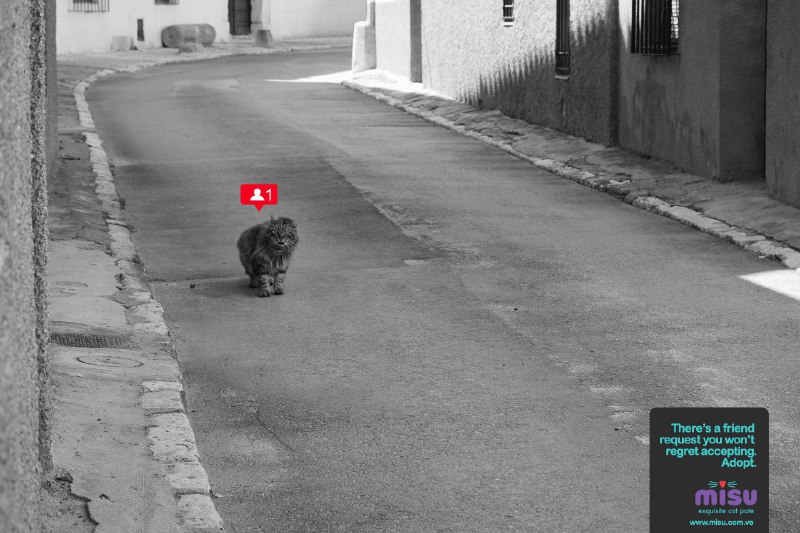 کمپین تبلیغاتی گربه‌های خیابانی