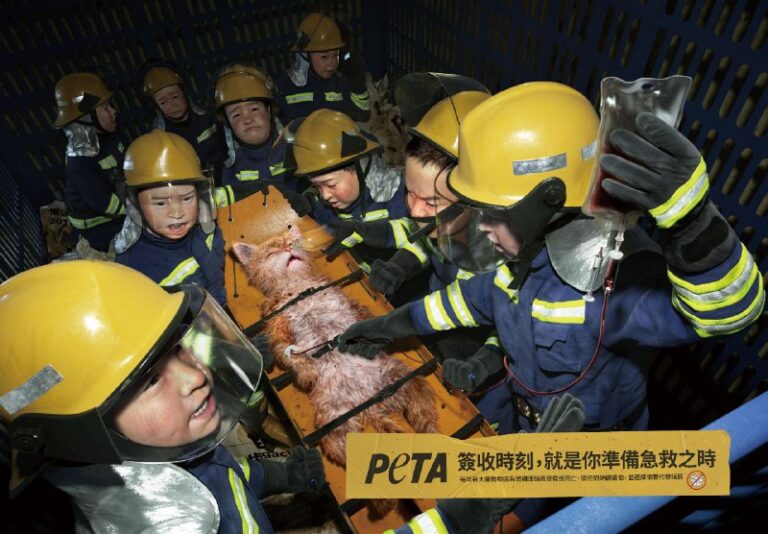 ایده تبلیغاتی خطرات خرید آنلاین حیوانات درچین