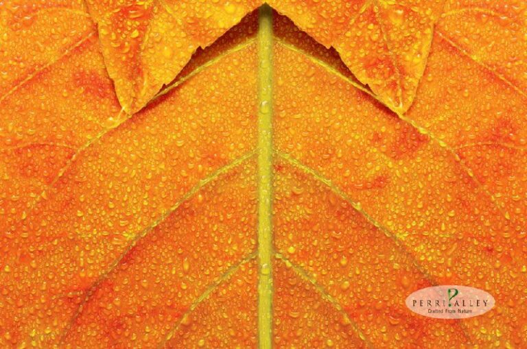 ایده تبلیغاتی پیراهن‌های نخی