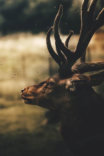 مجموعه تصویر زمینه حیوانات زیبا برای موبایل