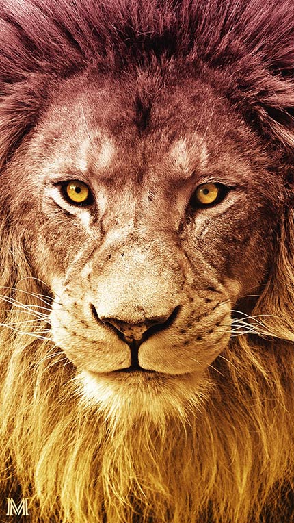 مجموعه تصویر زمینه جذاب و با کیفیت شیر سلطان جنگل lion