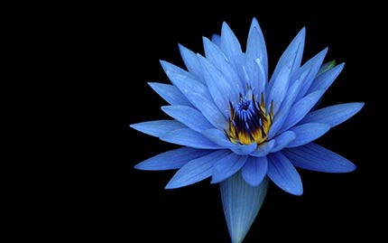 مجموعه تصویر زمینه گل آبی رنگ جذاب