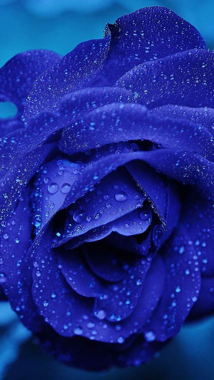 مجموعه تصویر زمینه گل آبی رنگ جذاب