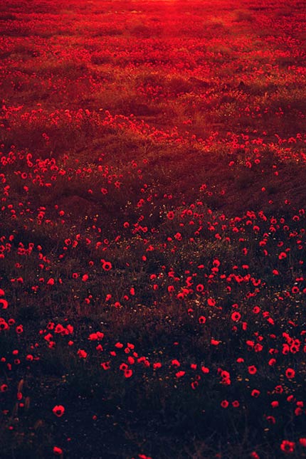 مجموعه تصویر زمینه گل قرمز رنگ جذاب