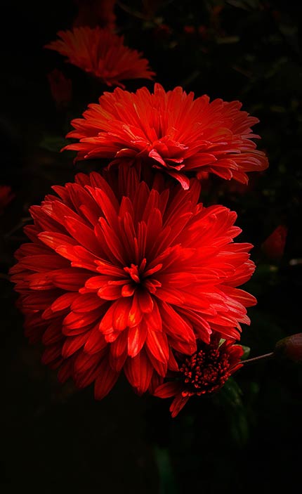 مجموعه تصویر زمینه گل قرمز رنگ جذاب