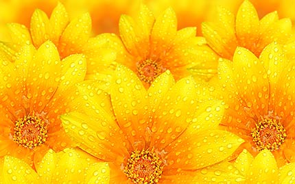 مجموعه تصویر زمینه گل زرد رنگ جذاب و با کیفیت