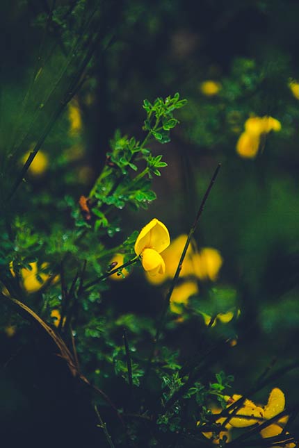 مجموعه تصویر زمینه گل زرد رنگ جذاب و با کیفیت